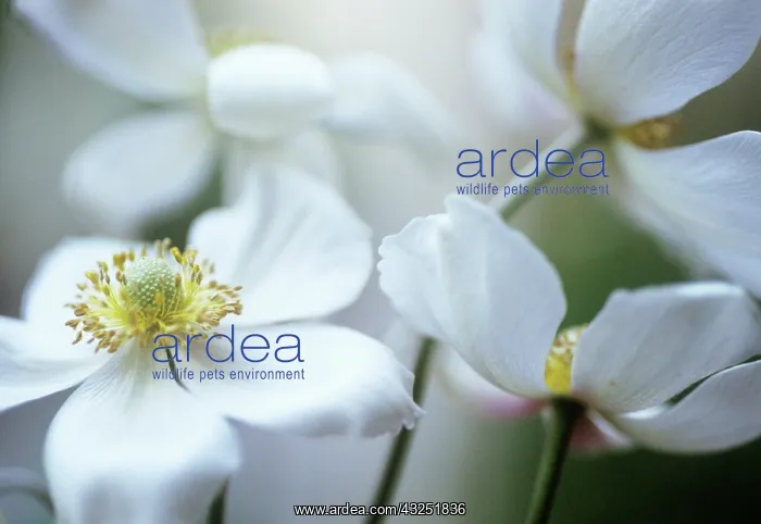  : Anemone, Japanese anemone, Anemone japonica