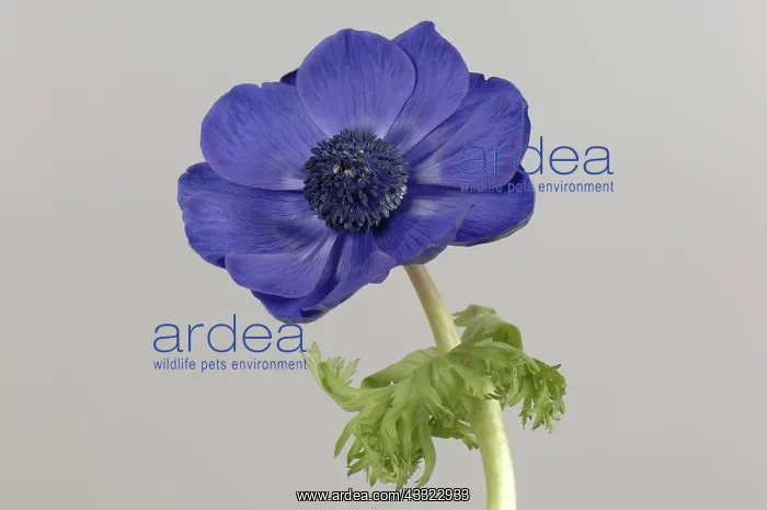: Anemone. Blue cut flower of Anemone coronaria showing corolla and normal calyx : Anemone. Blue cut flower of Anemone coronaria showing corolla and normal calyx