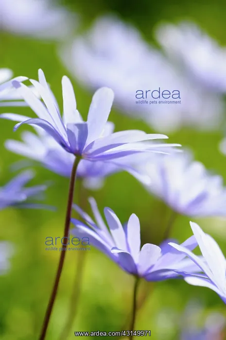 : Anemone, Anemona blanda, Side view of mauve coloured flowers : Anemone, Anemona blanda, Side view of mauve coloured flowers