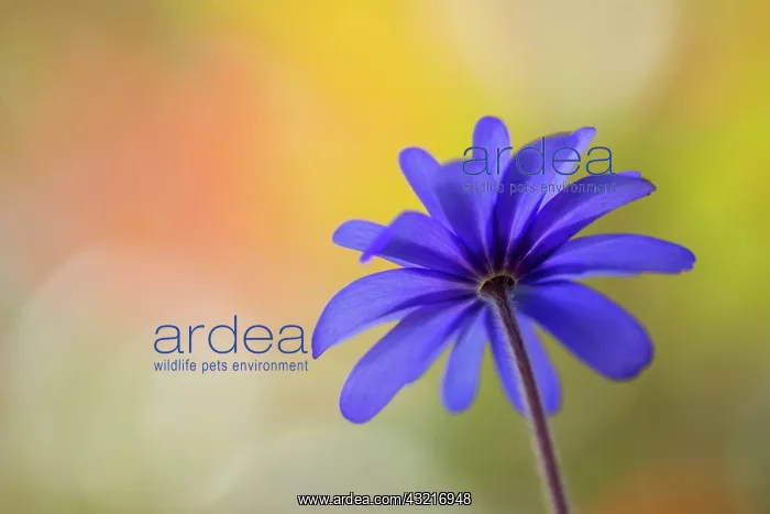  : Anemone, Anemone blanda cultivar, Purple subject