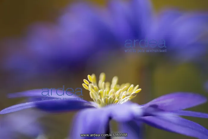 : Anemone, Anemone blanda cultivar, Purple subject : Anemone, Anemone blanda cultivar, Purple subject