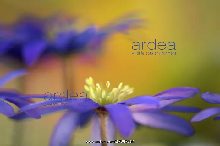 : Anemone, Anemone blanda cultivar, Purple subject : Anemone, Anemone blanda cultivar, Purple subject