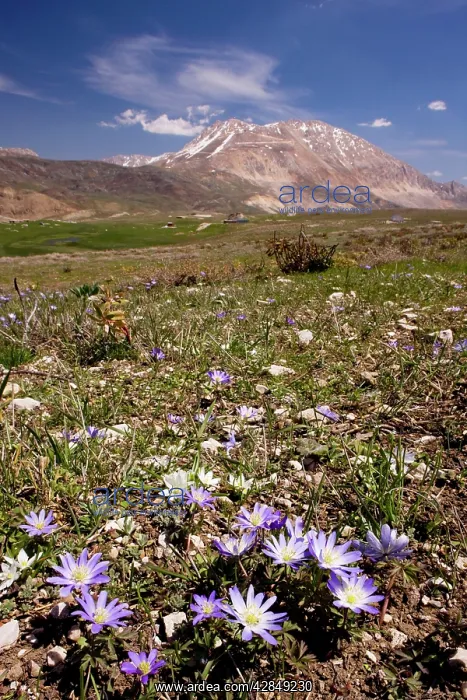  : An anemone - Anemone blanda - near the snow-line