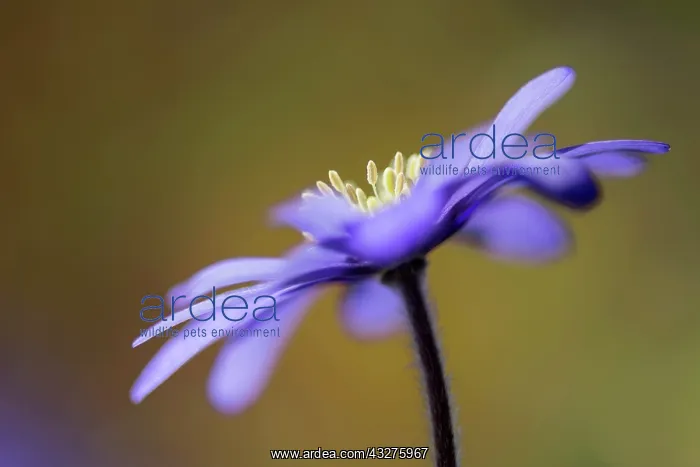 : Anemone, Anemone blanda, Purple subject : Anemone, Anemone blanda, Purple subject