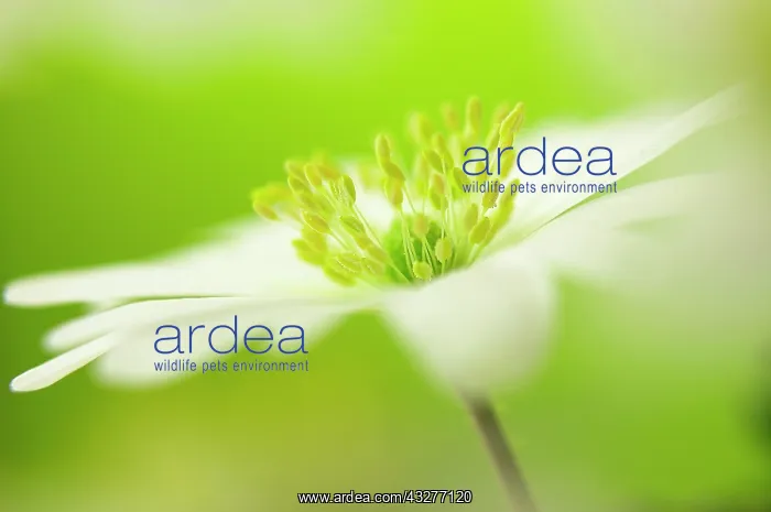 : Anemone, Anemone blanda, White subject, Green background : Anemone, Anemone blanda, White subject, Green background