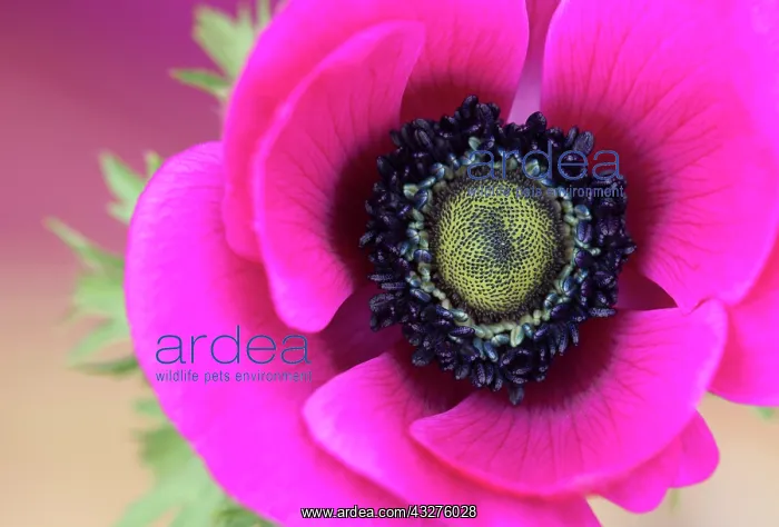 : Anemone, Anemone coronaria De Caen, Pink subject : Anemone, Anemone coronaria De Caen, Pink subject