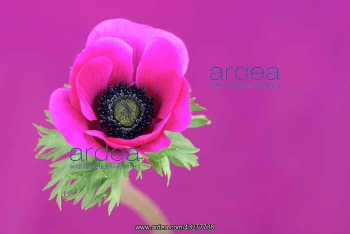 : Anemone, Anemone coronaria De Caen, Pink subject : Anemone, Anemone coronaria De Caen, Pink subject