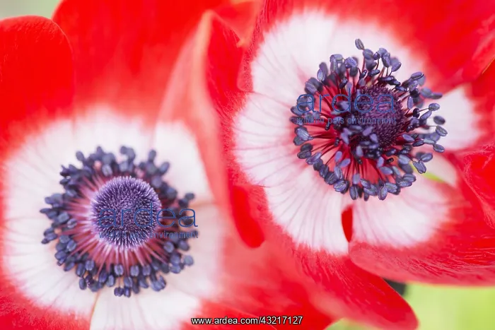 : Anemone, Anemone coronaria De Caen, Red subject : Anemone, Anemone coronaria De Caen, Red subject
