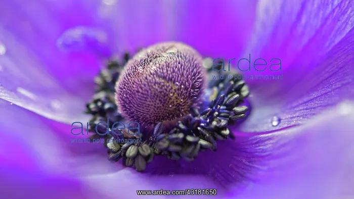  : Anemone, Anemone coronaria, Close macro cropped