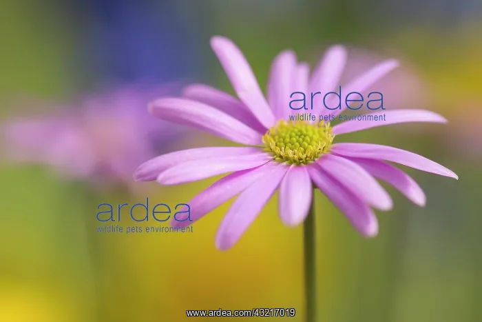 : Anemone, Anemone cultivar, Pink subject : Anemone, Anemone cultivar, Pink subject