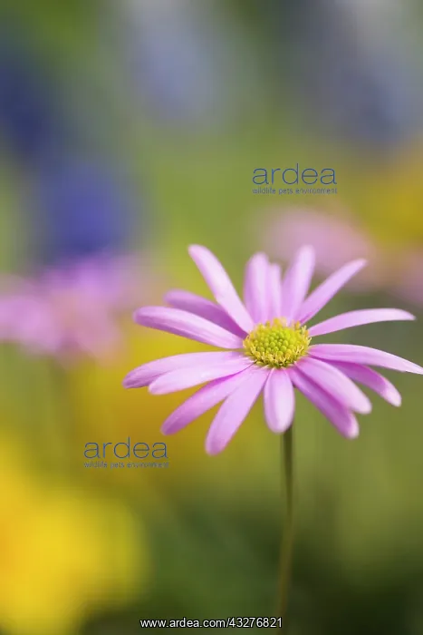 : Anemone, Anemone cultivar, Pink subject : Anemone, Anemone cultivar, Pink subject