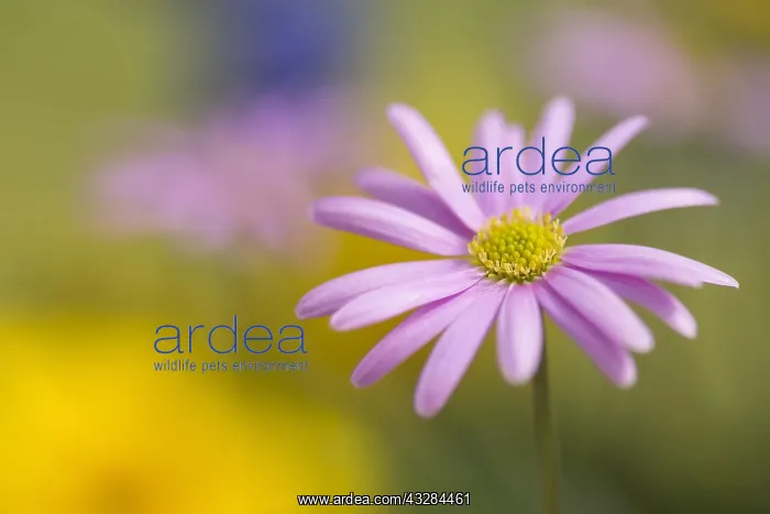 : Anemone, Anemone cultivar, Pink subject : Anemone, Anemone cultivar, Pink subject