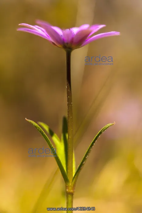 : Anemone, Anemone heldreichi, Hortensis, Side view : Anemone, Anemone heldreichi, Hortensis, Side view