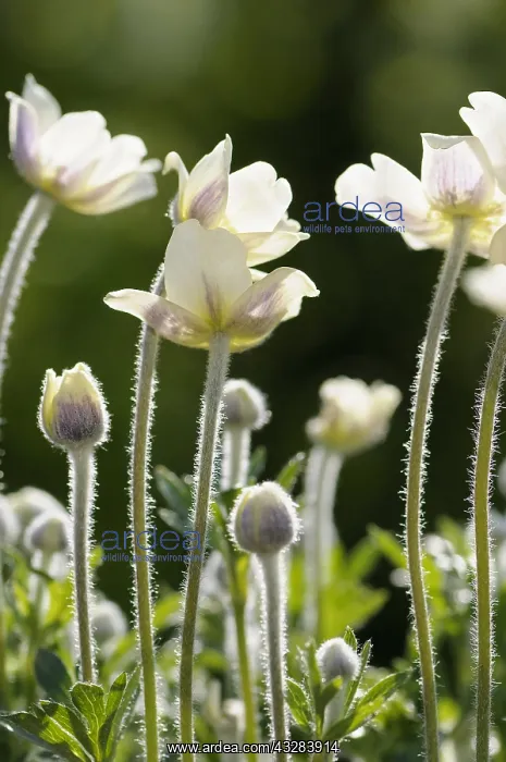: Anemone, Anemone multiifida, White subject : Anemone, Anemone multiifida, White subject