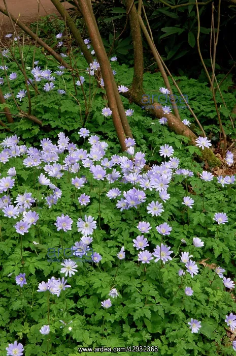 : Anemone apennina - These found on woodland fringes : Anemone apennina - These found on woodland fringes