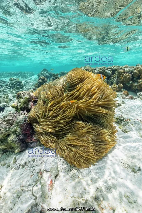 : Anemone - With blackfoot Anemone Fish - Maldives : Anemone - With blackfoot Anemone Fish - Maldives