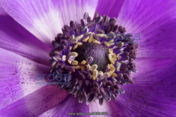 : Anemone - close-up showing stamens & pollen : Anemone - close-up showing stamens & pollen