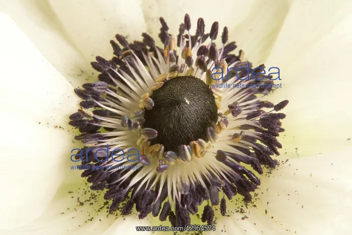 : Anemone - close-up showing stamens & pollen : Anemone - close-up showing stamens & pollen