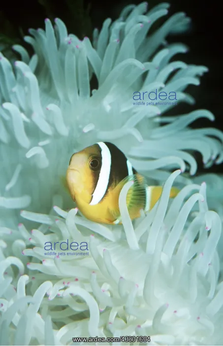 : ANEMONE / CLOWN FISH : ANEMONE / CLOWN FISH
