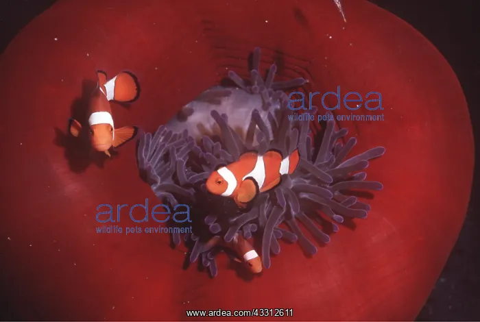 : Anemone / Clown Fish : Anemone / Clown Fish
