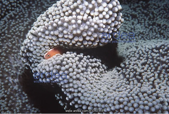 : ANEMONE / CLOWN FISH - with large anemone : ANEMONE / CLOWN FISH - with large anemone