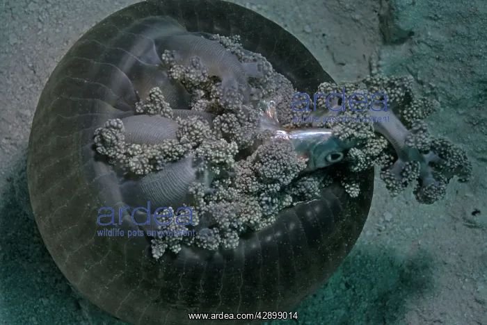: Anemone, Corallimorpharian - with fish trapped : Anemone, Corallimorpharian - with fish trapped