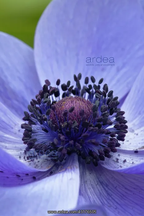 : Anemone coronaria cultivar, Close view of centre : Anemone coronaria cultivar, Close view of centre
