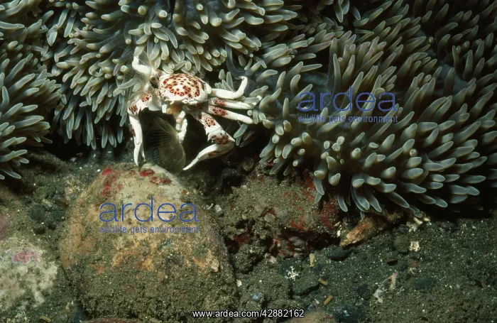: Anemone Crab - feeding : Anemone Crab - feeding