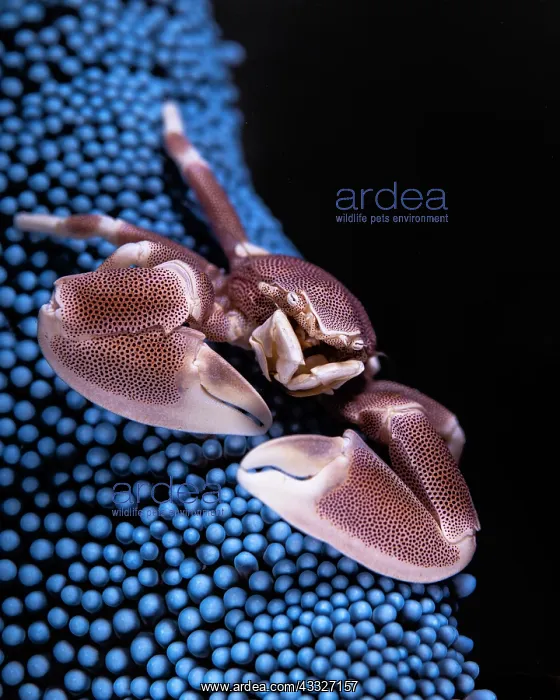 : Anemone crab (Neopetrolisthes maculatus) in its