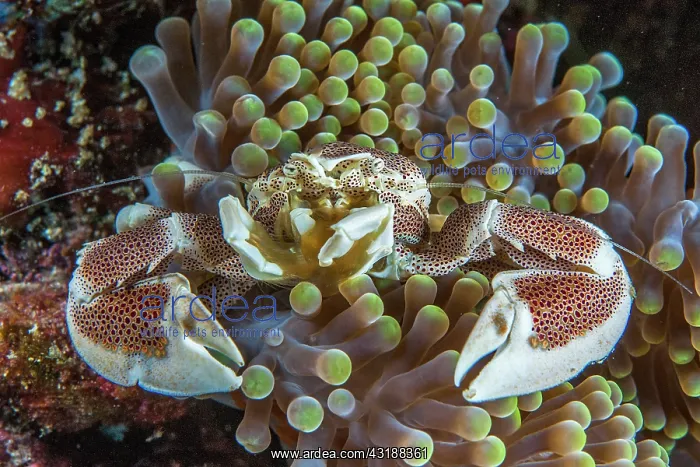 : Anemone crab (Neopetrolisthes maculatus), in a Mertens : Anemone crab (Neopetrolisthes maculatus), in a Mertens