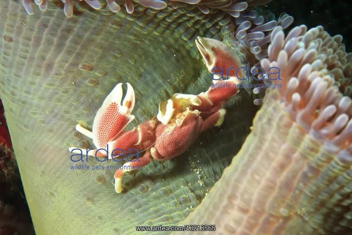  : Anemone Crab (Neopetrolisthes ohshimai)