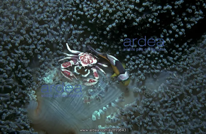 : Anemone Crab - & Saddle back anemonefish. Sharing : Anemone Crab - & Saddle back anemonefish. Sharing