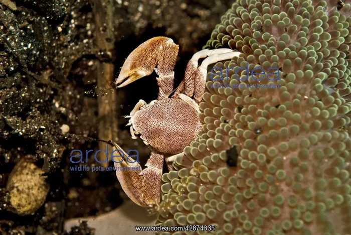: Anemone Crab - using its delicate nets sweeping : Anemone Crab - using its delicate nets sweeping