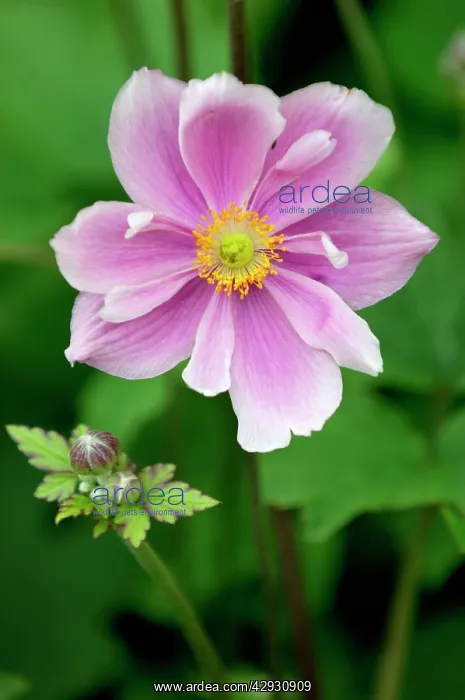 : Anemone crispa - A hardy herbaceous perennial : Anemone crispa - A hardy herbaceous perennial
