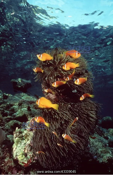  : Anemone Fish and Clown Fish