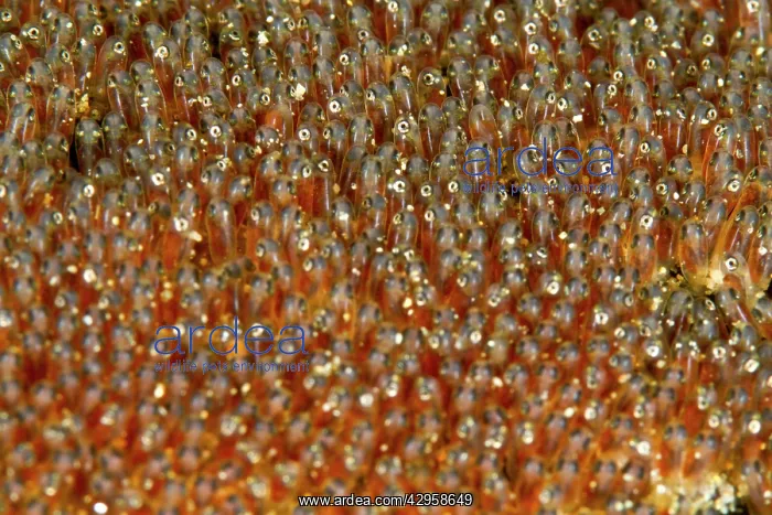 : Anemone Fish Eggs : Anemone Fish Eggs