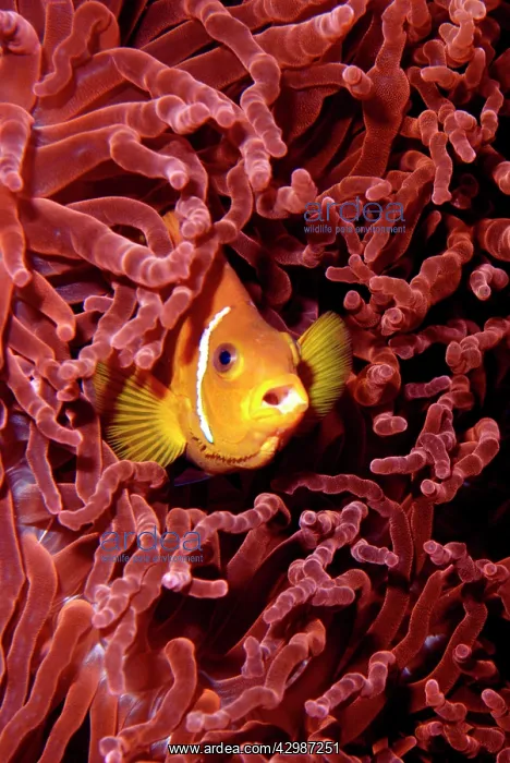 : Anemone Fish. Indian Ocean - living among sea : Anemone Fish. Indian Ocean - living among sea