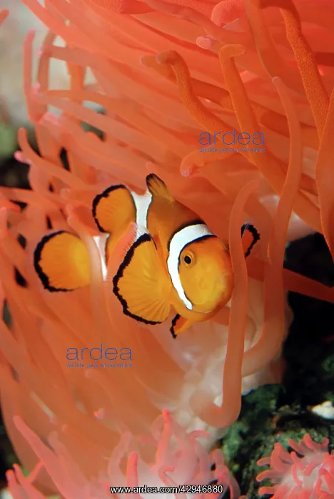 : Anemone Fish - unharmed among tentacles of sea anemone : Anemone Fish - unharmed among tentacles of sea anemone