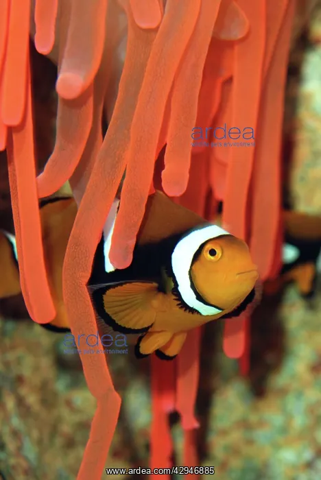 : Anemone Fish - unharmed among tentacles of sea anemone : Anemone Fish - unharmed among tentacles of sea anemone