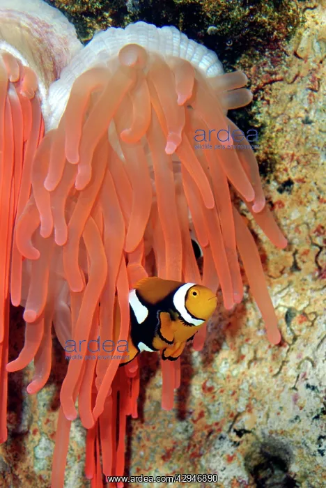 : Anemone Fish - unharmed among tentacles of sea anemone : Anemone Fish - unharmed among tentacles of sea anemone