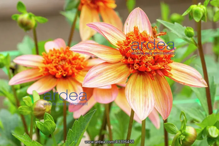 : Anemone-flowered Dahlia, Dahlia Totally Tangerine : Anemone-flowered Dahlia, Dahlia Totally Tangerine