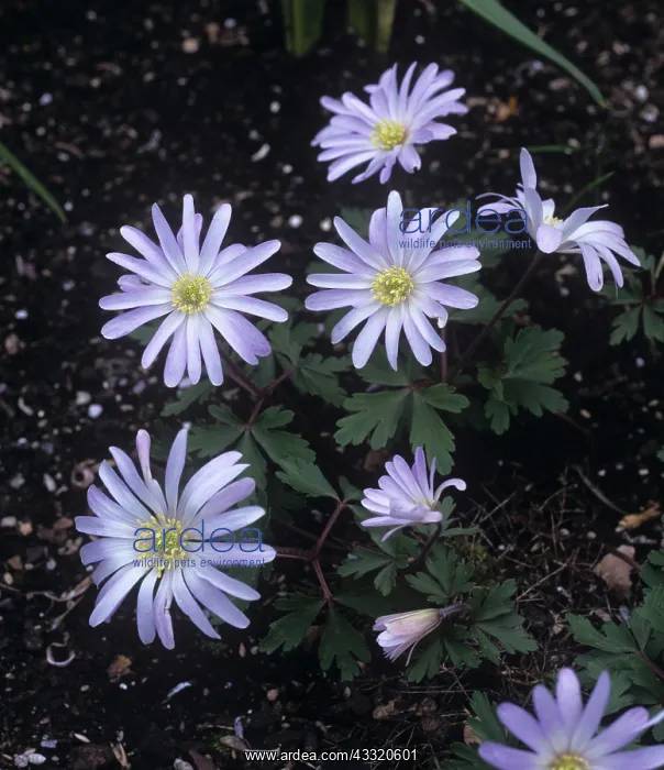  : Anemone Flowers