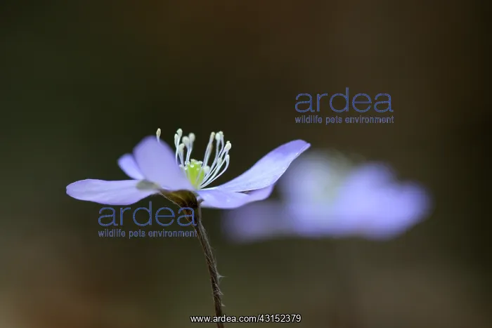  : Anemone hepatica