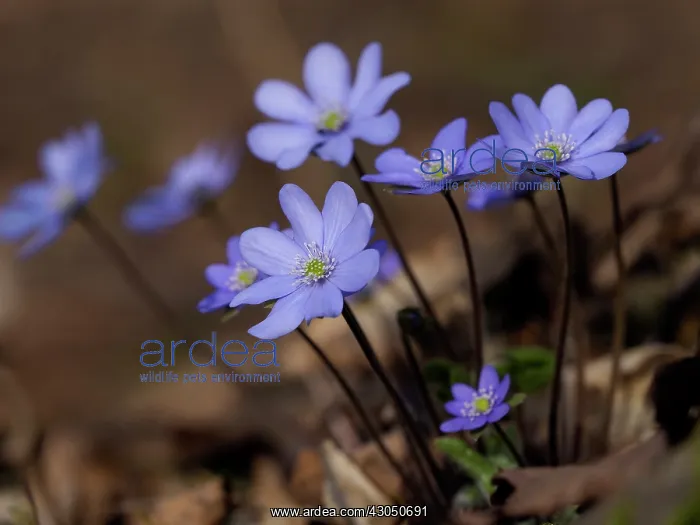  : Anemone hepatica, Germany