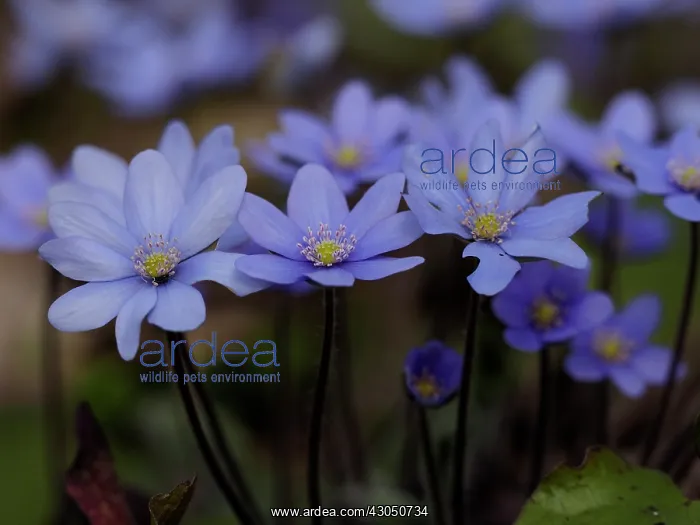  : Anemone hepatica, Germany