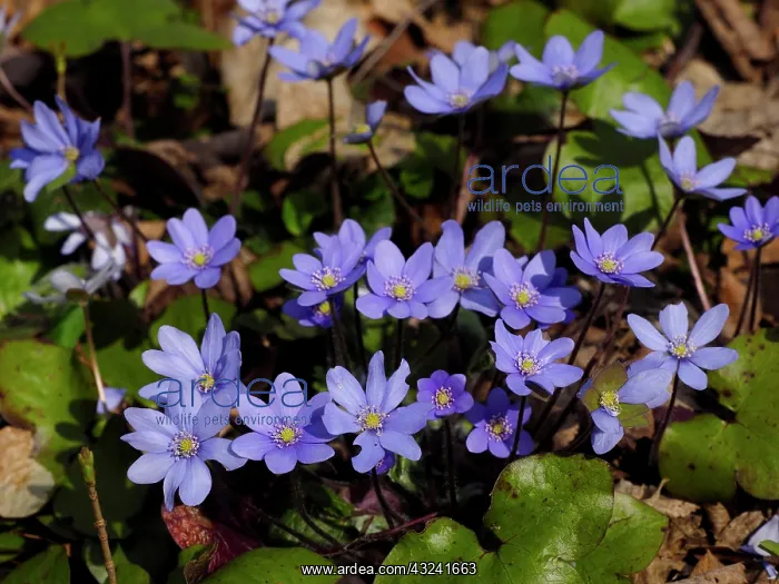  : Anemone hepatica, Germany