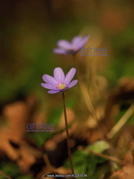  : Anemone hepatica, Germany