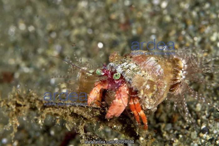 : Anemone Hermit Crab : Anemone Hermit Crab