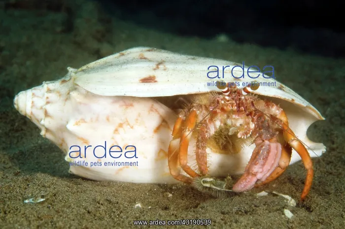 : Anemone Hermit Crab : Anemone Hermit Crab