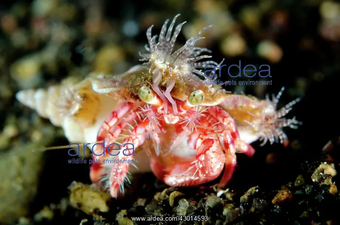  : Anemone Hermit Crab with anemones (Calliactis polypus)